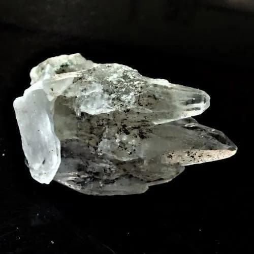 値下しました！ティップリン産クラスター53-3