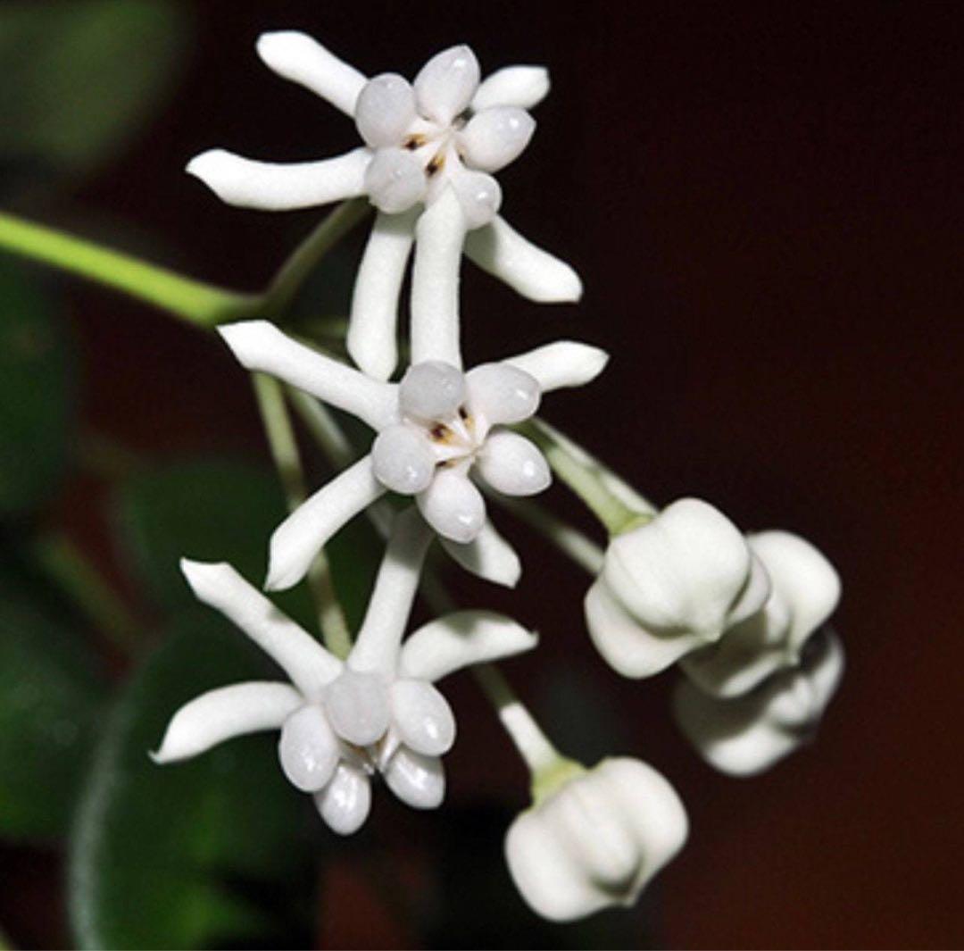 新着 超レア 原種 ホヤ プレアナ サクララン 鉢花 ミニ パルダリウム