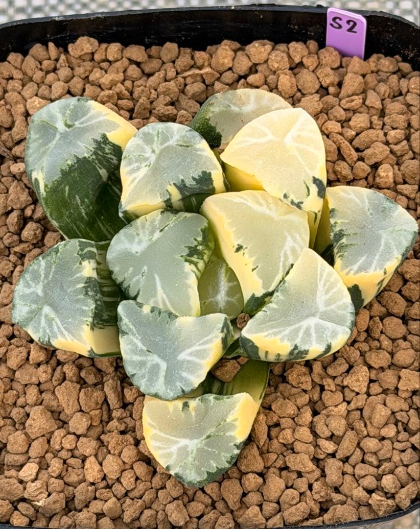 ハオルチア　万象錦　覇王　極上斑 多肉植物 ハオルチア 万象錦 覇王 極上斑｜Yahoo!フリマ（旧PayPayフリマ）