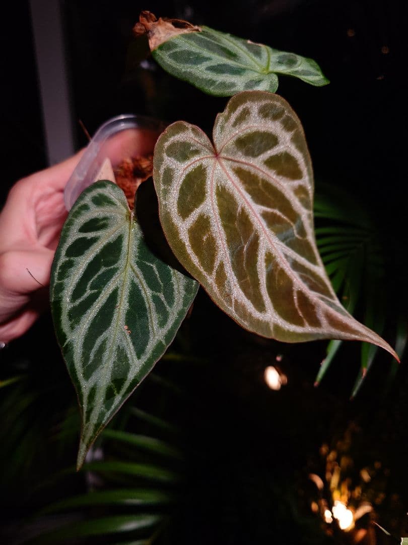 その他観葉植物 Anthurium 'SKG Silver'x Red Crystallinum Anthurium Red Crystallinum × Silver Blush / アンスリウム・レッド