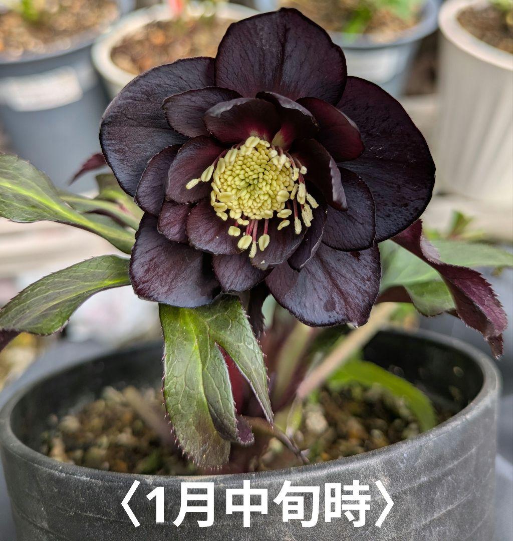 クリスマスローズ　ダブル　ブラック〈広瀬園芸〉 楽天市場】クリスマスローズ ブラック ダブル 0123-009 現品販売 送料