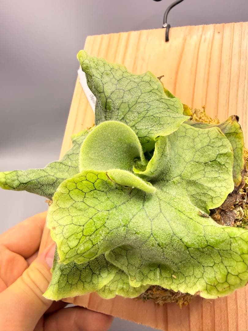 ビカクシダ P. Superbum Dwarf sporeling 板付け完成品 - メルカリ