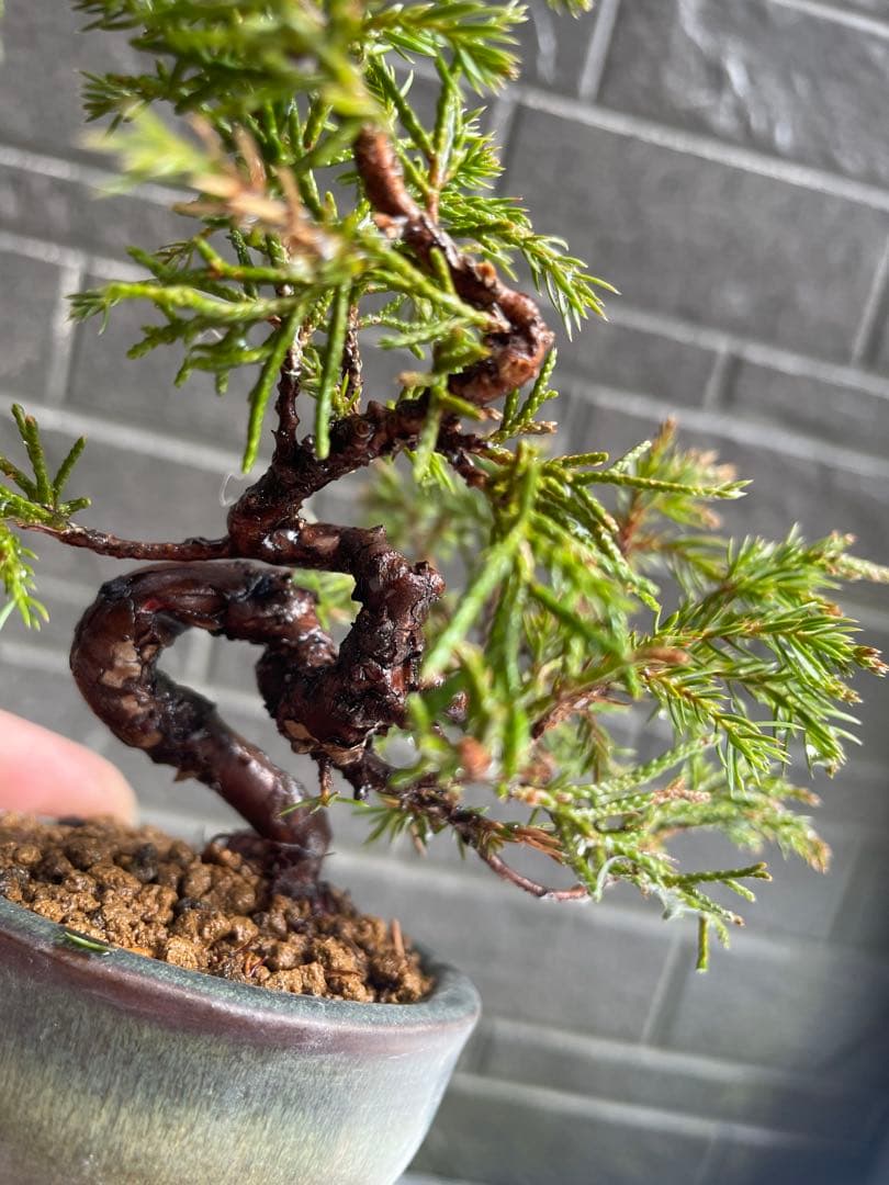 真柏 豆盆栽 五葉松/黒松/赤松/松柏/杜松 - メルカリ