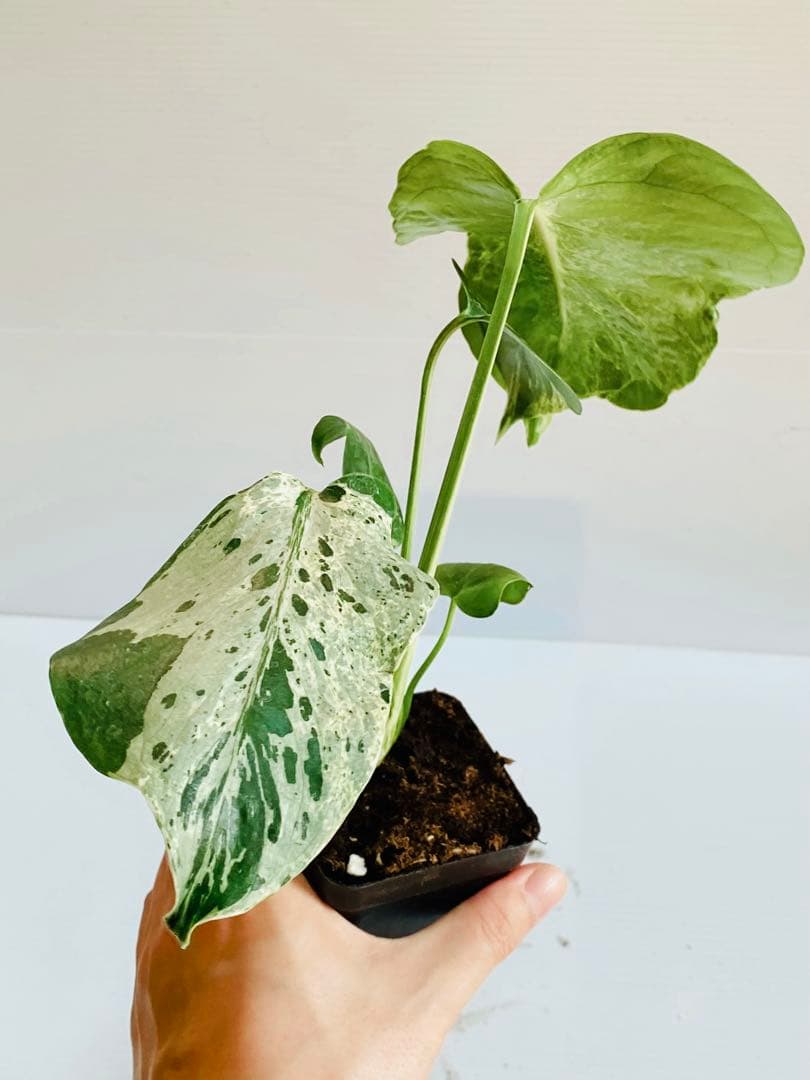 ☆美斑株☆ モンステラ バルバソー バルバソウル フシギダネ② - メルカリ