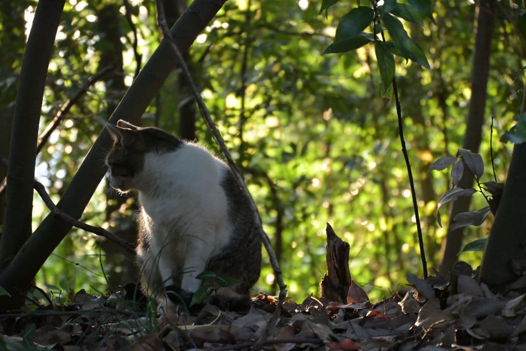 最終値下げ　NIKKOR DX 18-140mm f/3.5-6.3 フード付