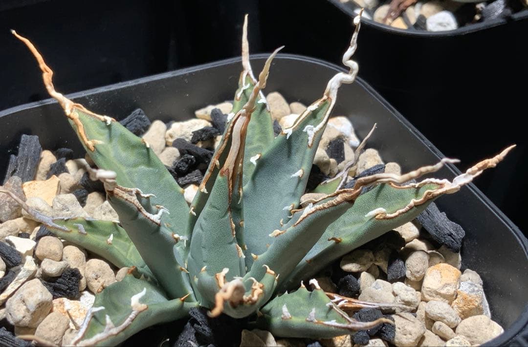 【コメント限定値引き中】エボリスピナ 陽炎 コレクション株②