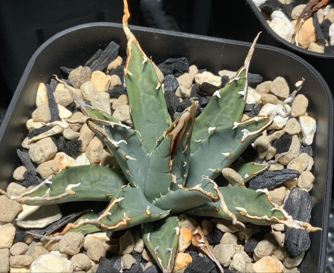 【コメント限定値引き中】エボリスピナ 陽炎 コレクション株②