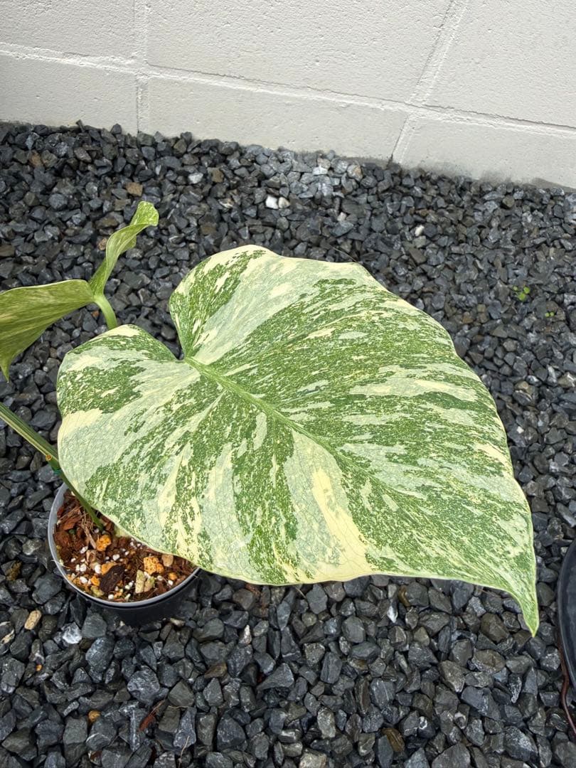 超希少な　モンステラ デリシオーサ ダイアモンド　レガシー　斑入り　トップカット 園芸ネット本店｜モンステラ：デリシオーサ レガシー 5号25-01 の通販