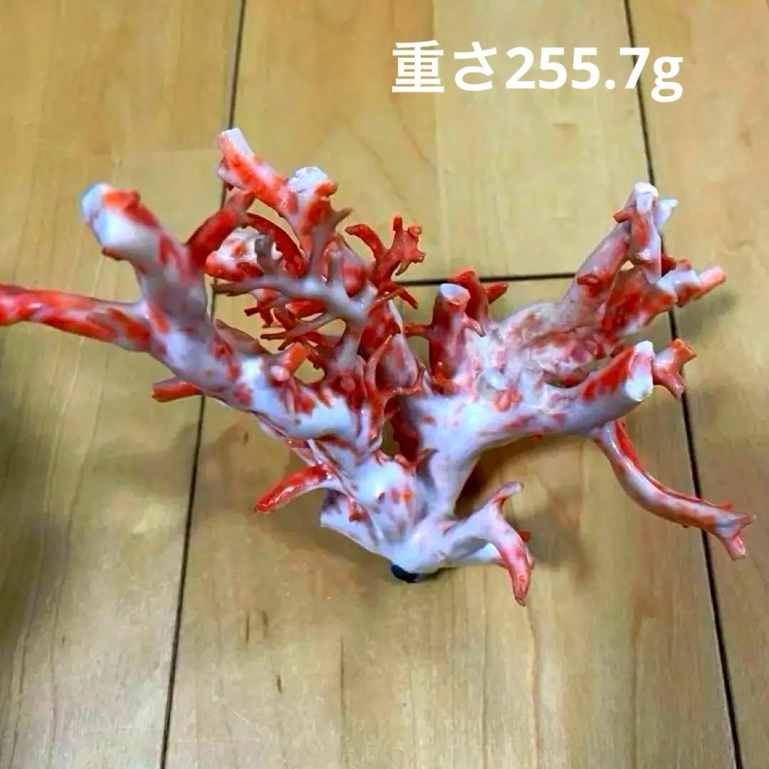 珊瑚原木　本珊瑚　宝石珊瑚　珊瑚置物　サンゴ　置物　桃珊瑚 楽天市場】高知沖産血赤珊瑚の拝見 原木 置物 艶出し加工済み 黒檀台