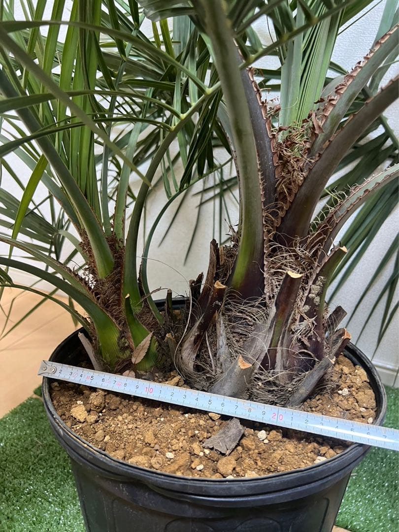 ココスヤシ 2ヘッド 大株 ヤシ - メルカリ