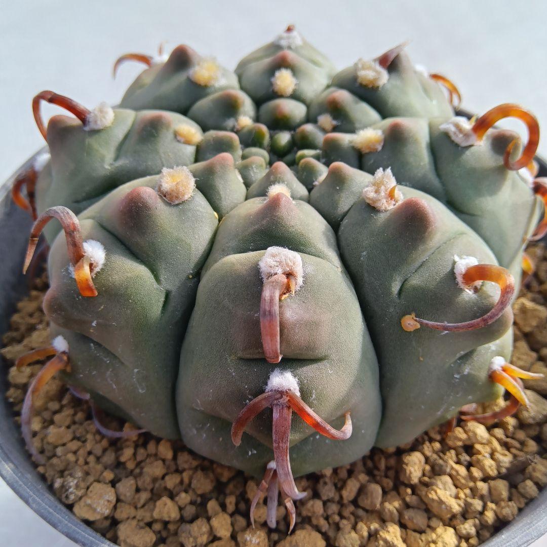 【変刺実生】バッテリー　狂刺　ギムノカリキウム　サボテン（コピアポア　多肉植物） 狂刺バッテリー 実生 A3165☆ギムノカリキウム サボテン☆「送料無料