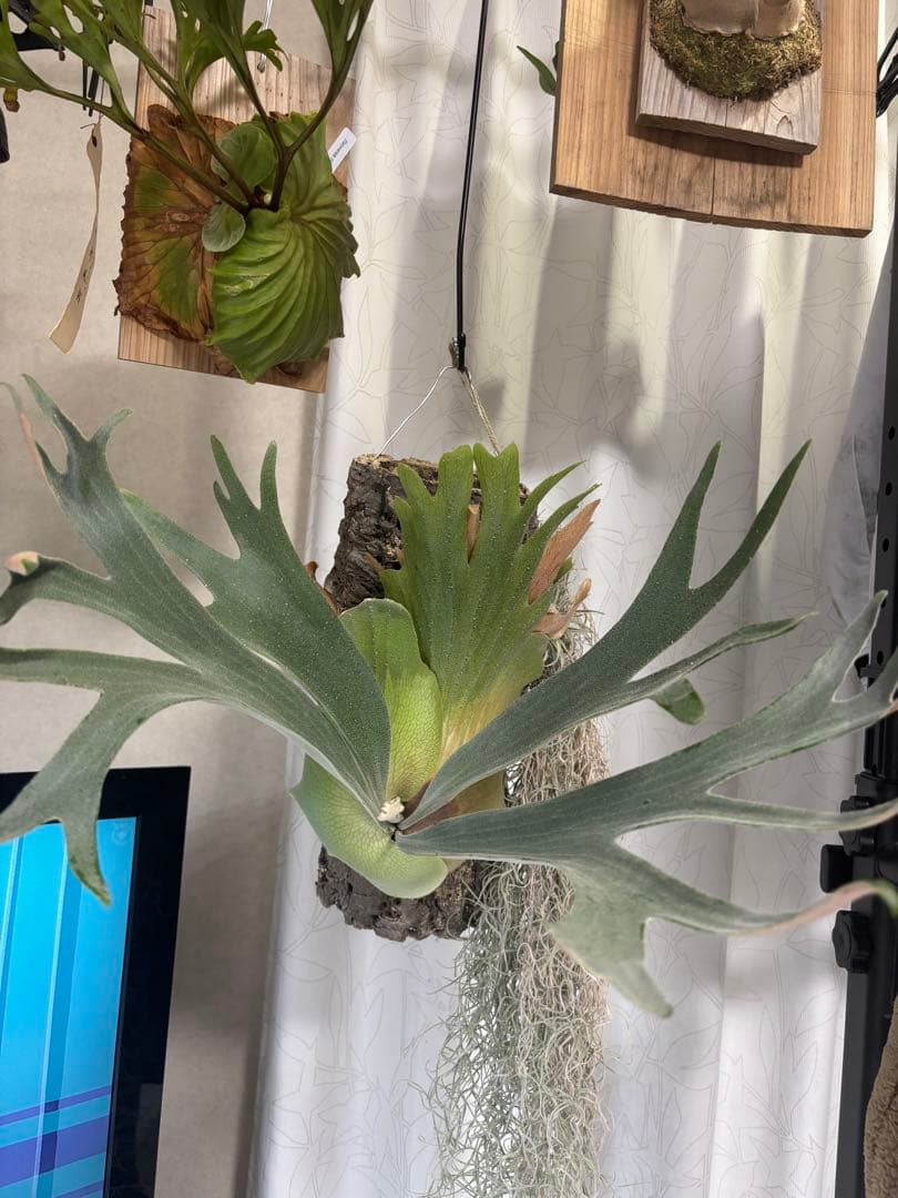 ビカクシダ　ホワイトホーク 現品) ビカクシダ 'ホワイトホーク' (No.41103) | ビカクシダ,交配種