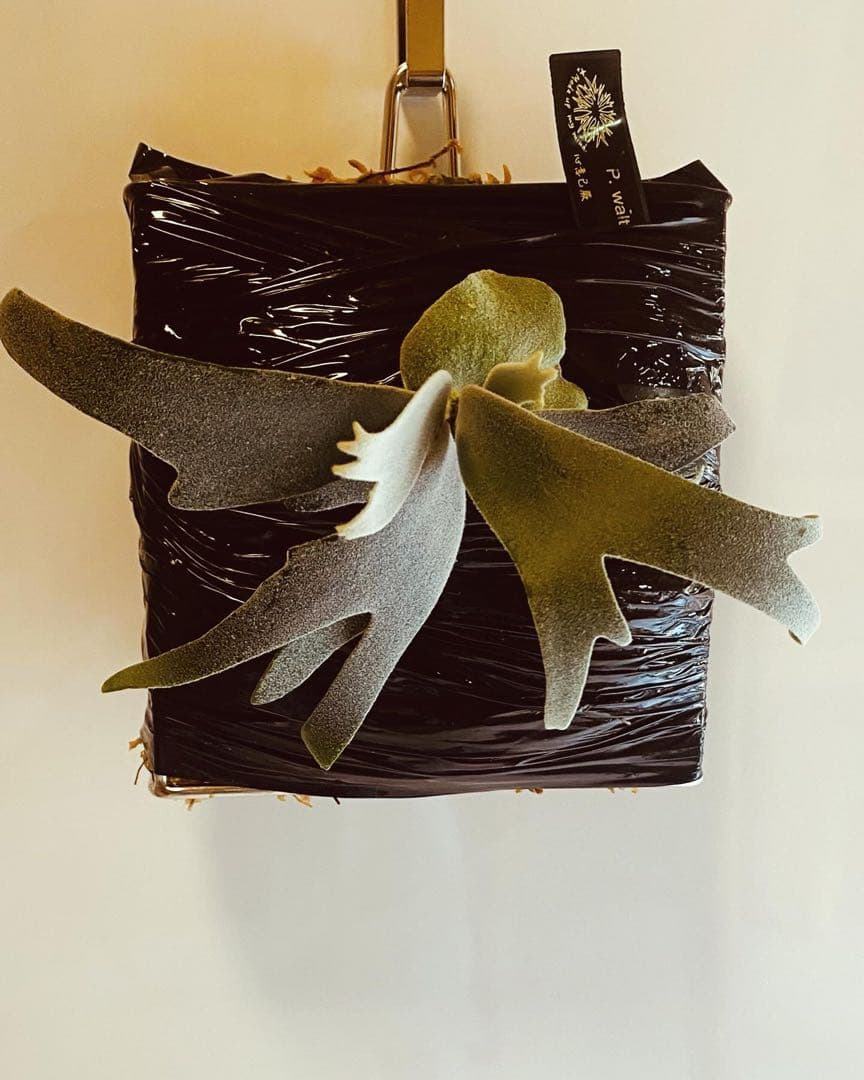 ビカクシダ willinckii waltz pup Yahoo!オークション - E88 . P.Willinckii Waltz Oc pup 株分け