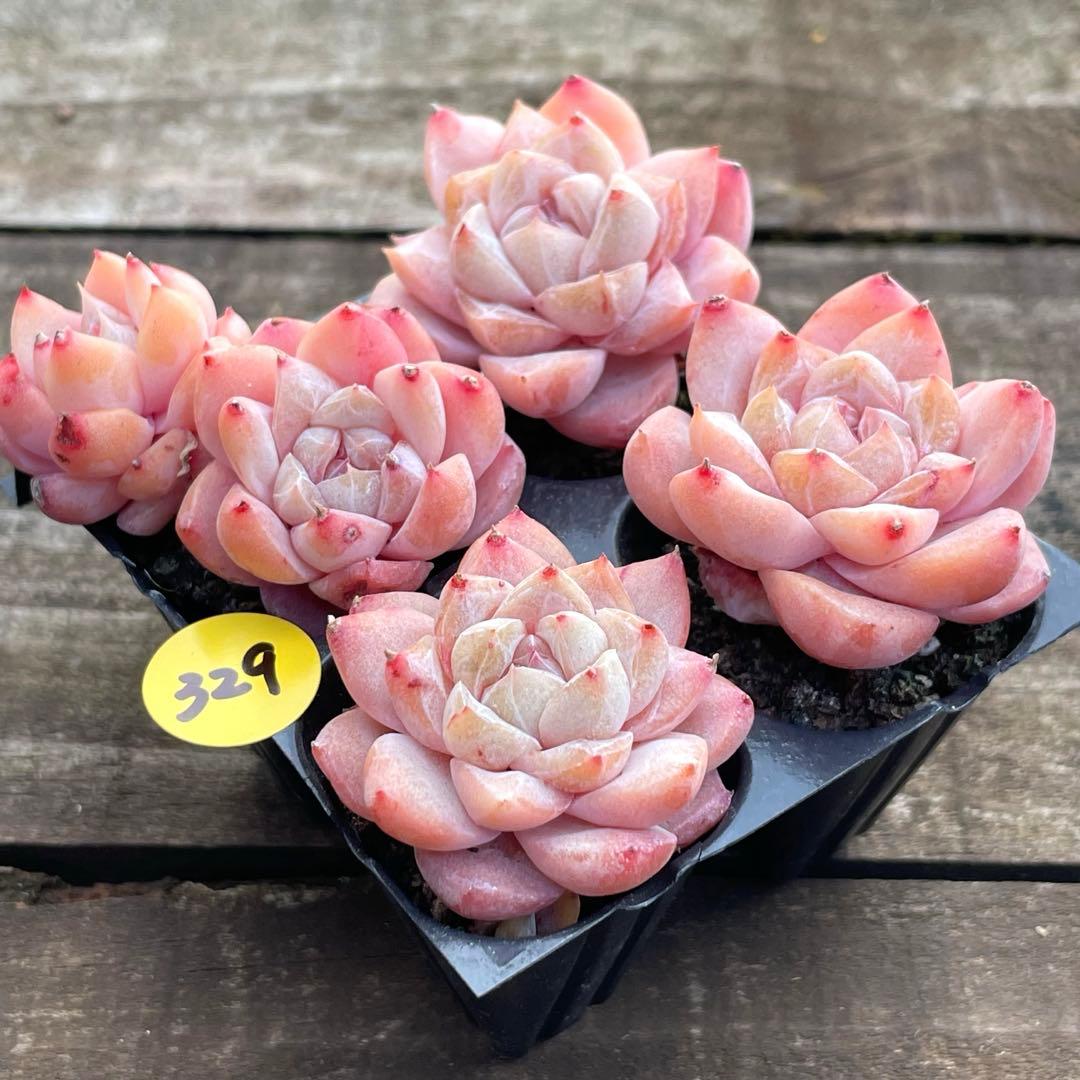 SALE❗️329多肉植物 ピンクダイヤ 抜き苗 寄せ植え 4苗セット