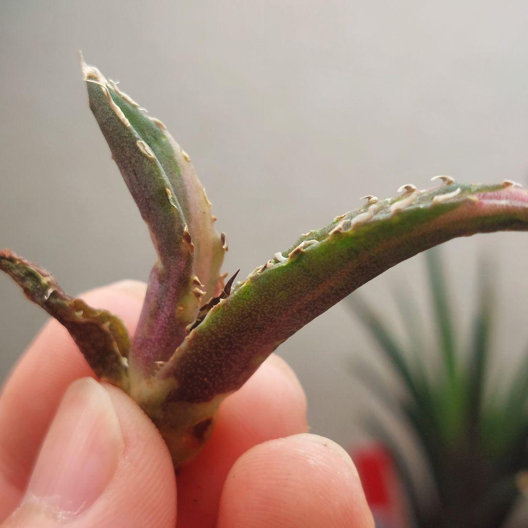 特価】アガベ チタノタ 白鯨錦 極上縞斑 - メルカリ