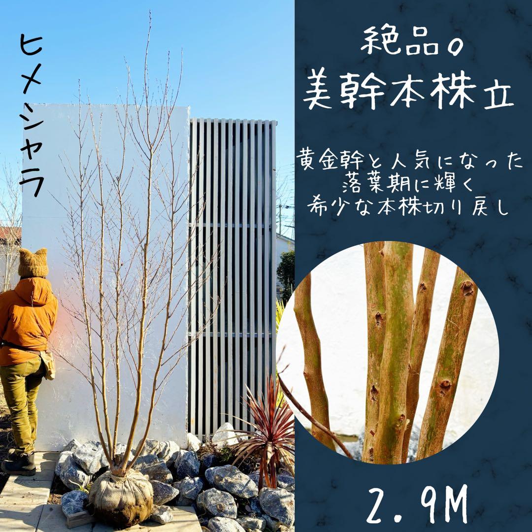 絶品美幹。ヒメシャラ切り戻し本株立ち2.9M(鉢底から) 絶品黄金幹。ヒメシャラ切り戻し本株立ち2.8M(鉢底から) - メルカリ