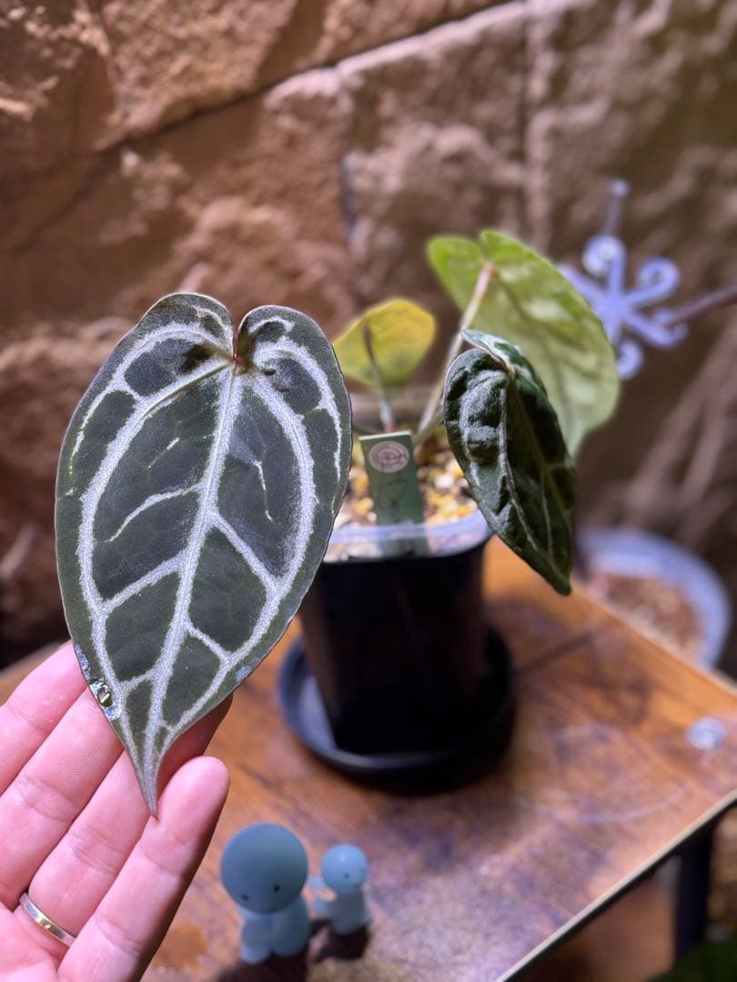 アンスリウム　Red tiger(HU) アンスリウム レッドタイガーの紹介と育て方、購入方法を解説