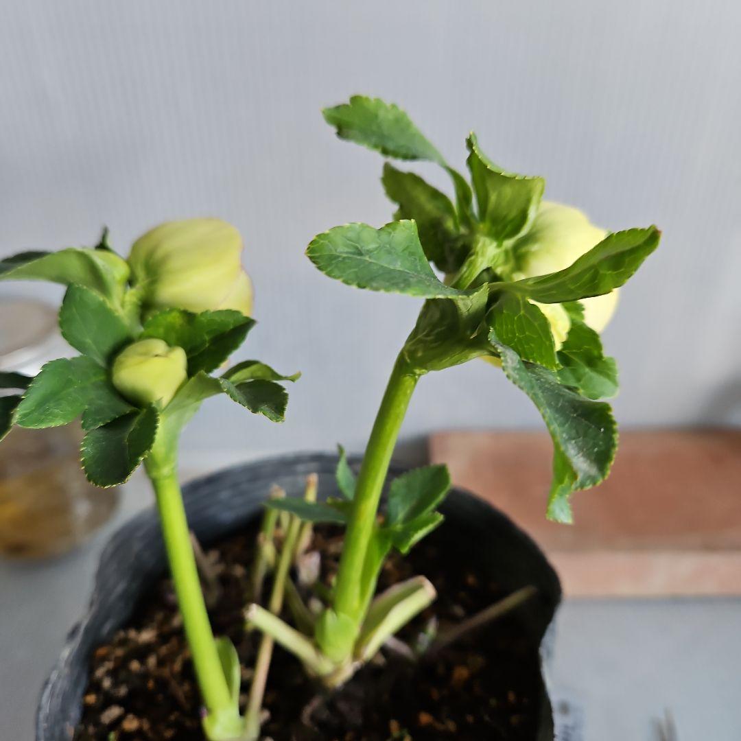 トゥモローランド コレクション mamo様ご購入苗㉖-119クリスマスローズ