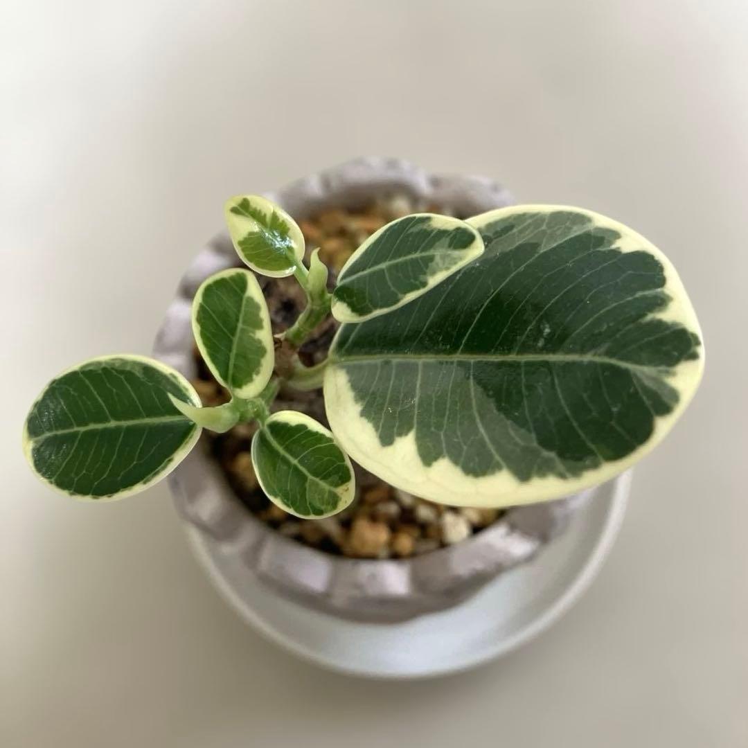 外斑タイプ】パンダガジュマル 斑入り 接木株 - メルカリ