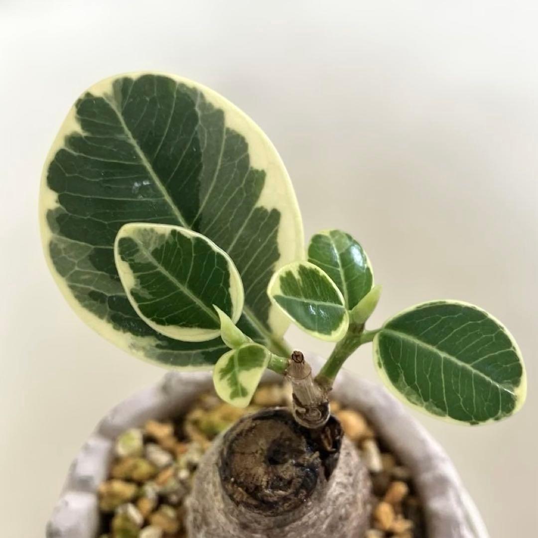 外斑タイプ】パンダガジュマル 斑入り 接木株 - メルカリ