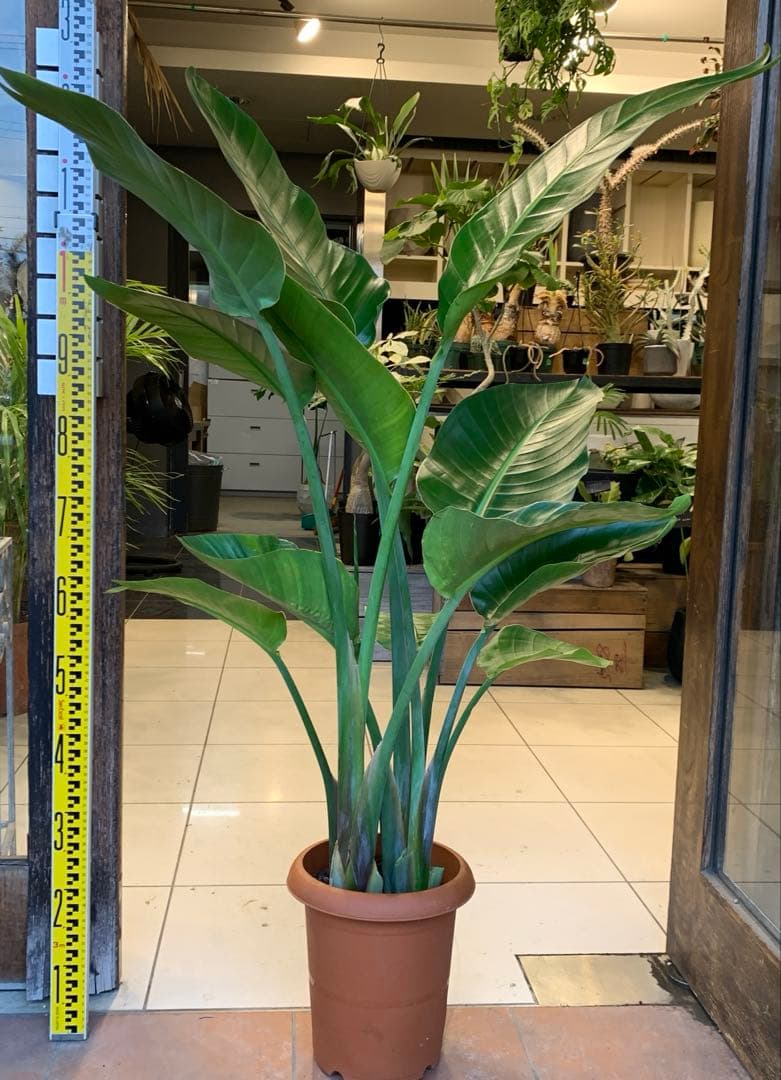 ストレリチア オーガスタ imgrc0119772107.jpg