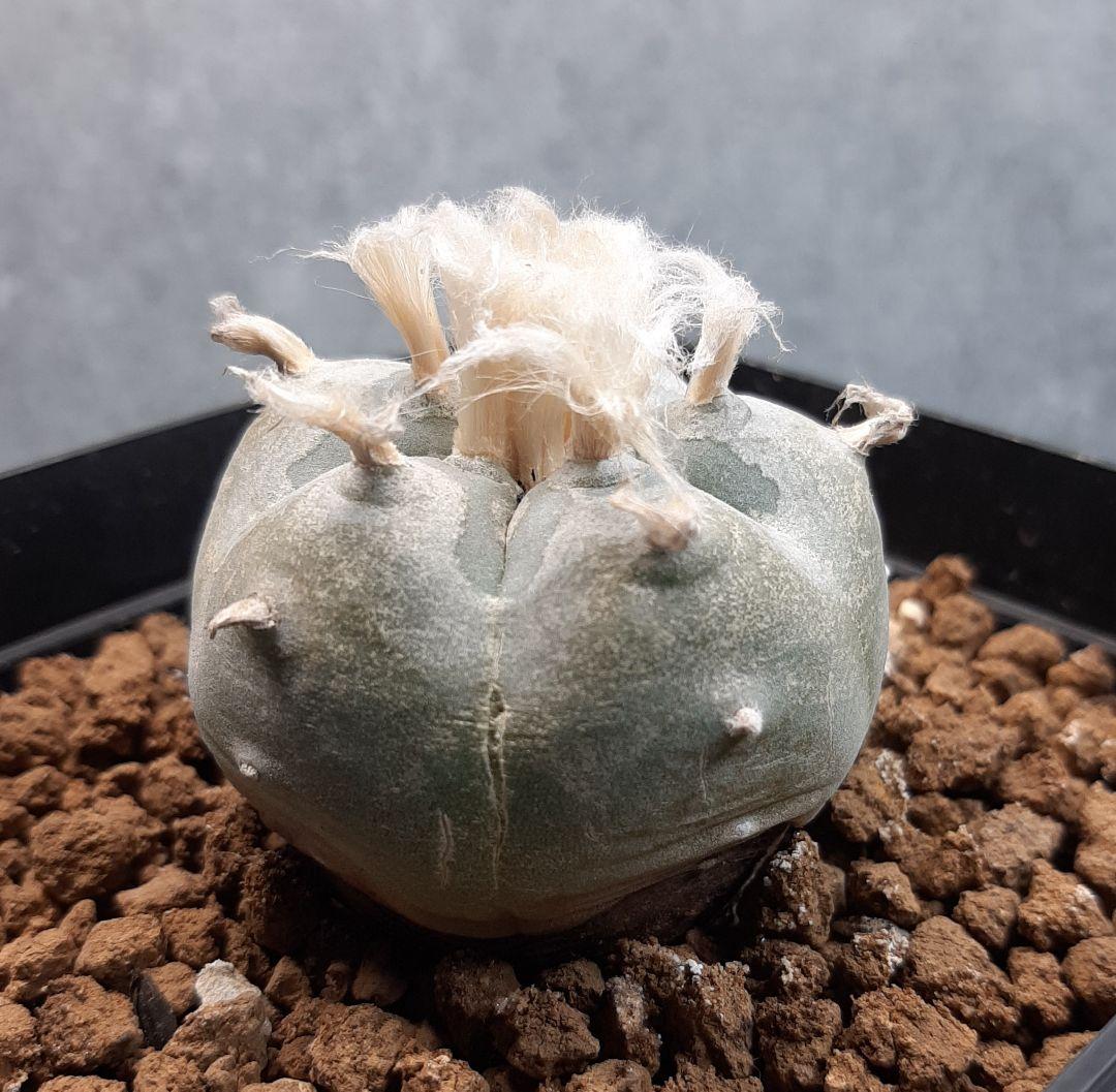 ロホホラ 疣銀冠玉 種永系 実生 サボテン - メルカリ