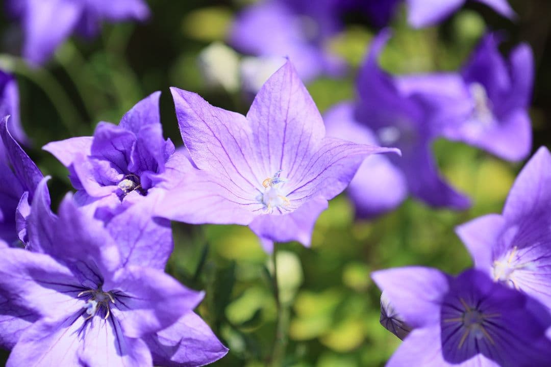 《銘玉》TAMRON SP 90mm F2.5 52BB 【光学美品】