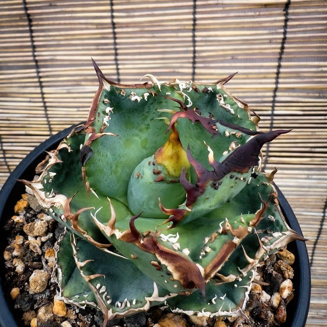 台湾産　アガベ　ブツブツ　麻花　中株 アガベ チタノタ 麻花龍 【台湾 berlin産/子株/抜き苗】D BE2402686 |