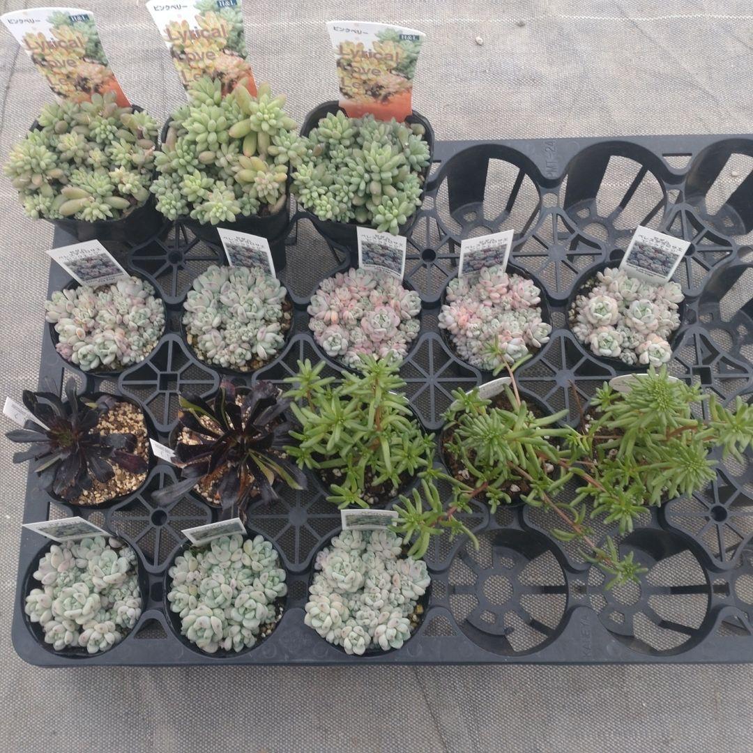 みつばちさん専用 三川養蜂園で採れた日本みつばちの生はちみつ 300g / 和歌山県 田辺市