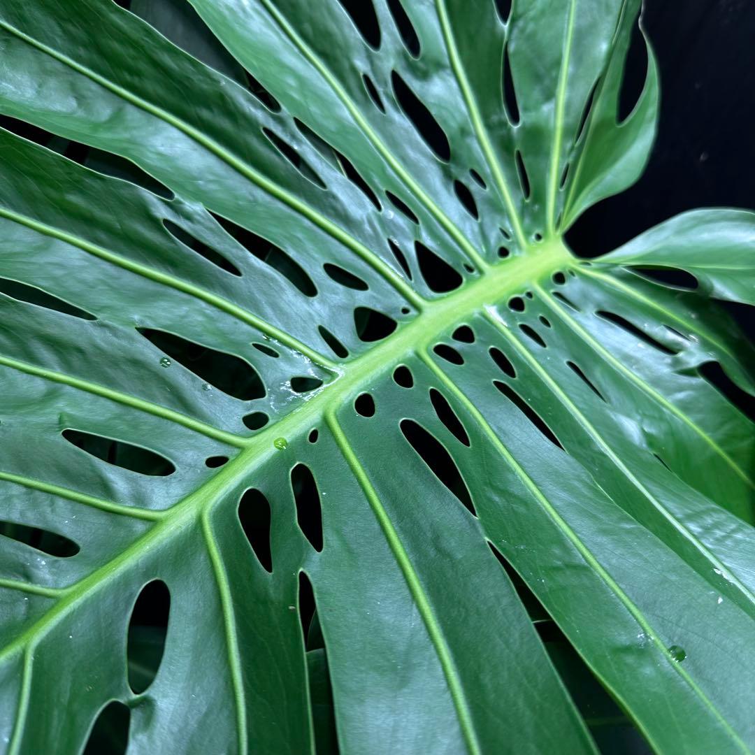 モンステラデリシオーサマクロコズム超希少系統鉢植え77㎝ - メルカリ