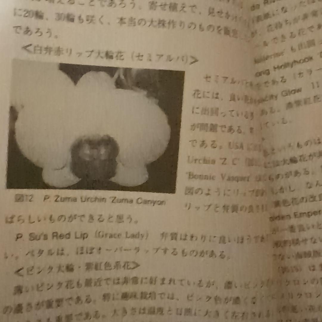 レア】ファレノプシス （花専科・育種と栽培） 市橋正一／編著