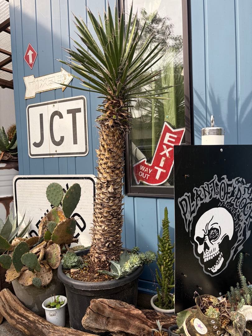 耐寒性ユッカ フィリフェラ幹太大株◇南国ドライガーデン島アガベ多肉ヤシ