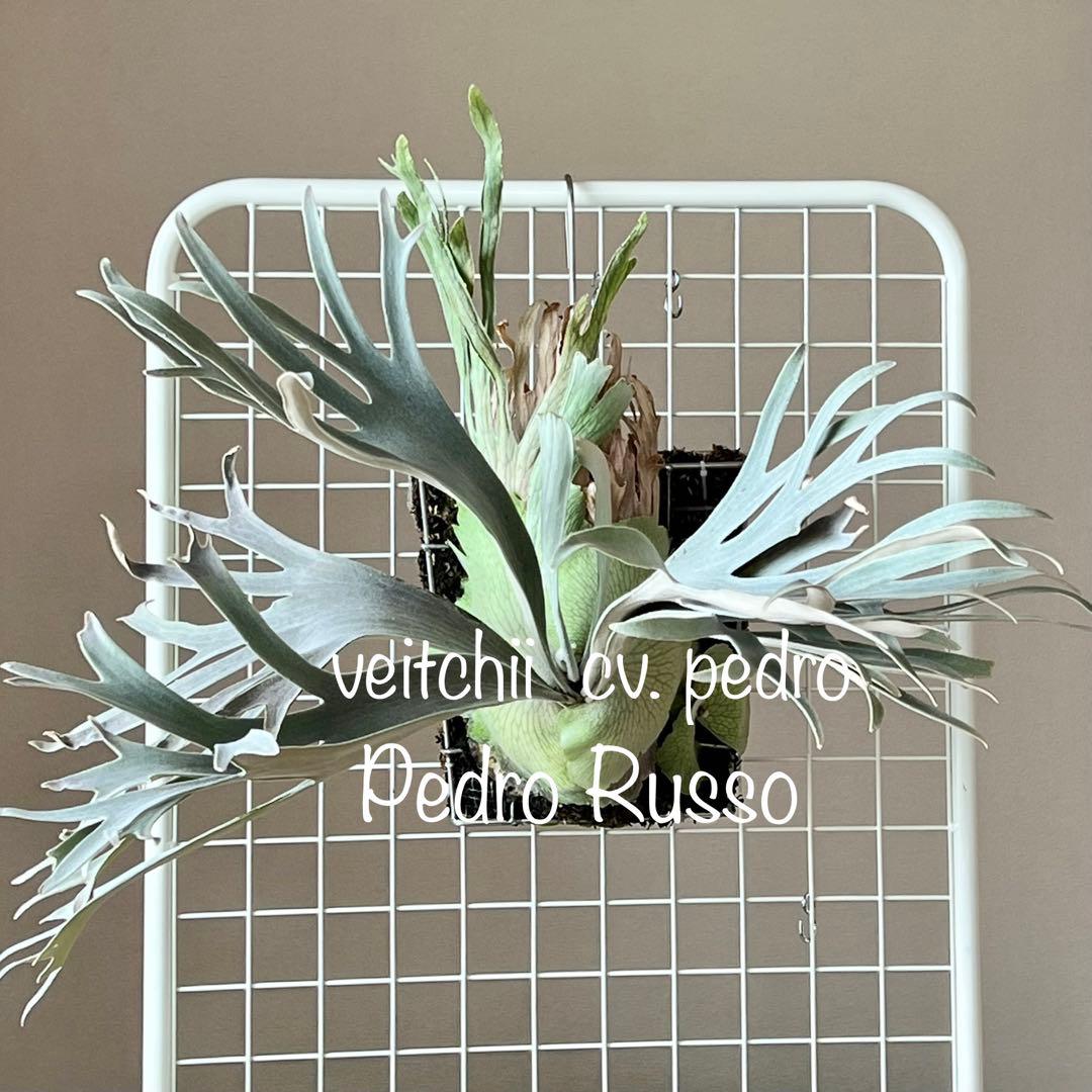 子3株付veitchii cv.pedro TatsutaペドロOCビカクシダ7 - メルカリ