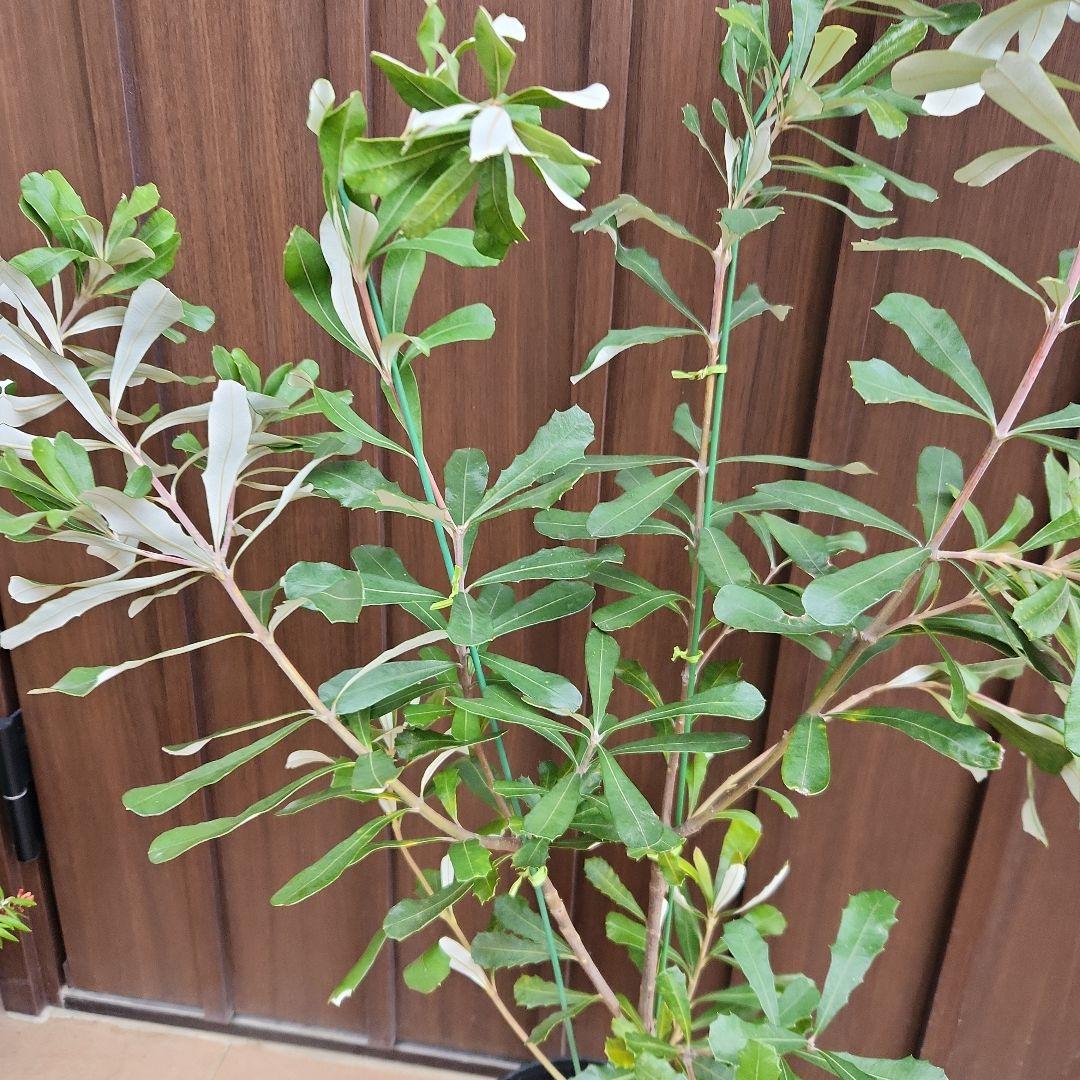 コーストバンクシア 鉢植え50 苗 オージープランツ ドライガーデン