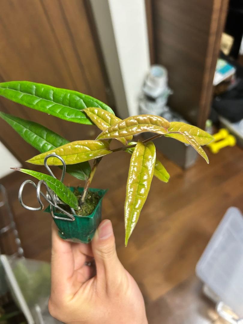 R*o様 Ceratostema pedunculatum セラトステマ 着生ツ - メルカリ