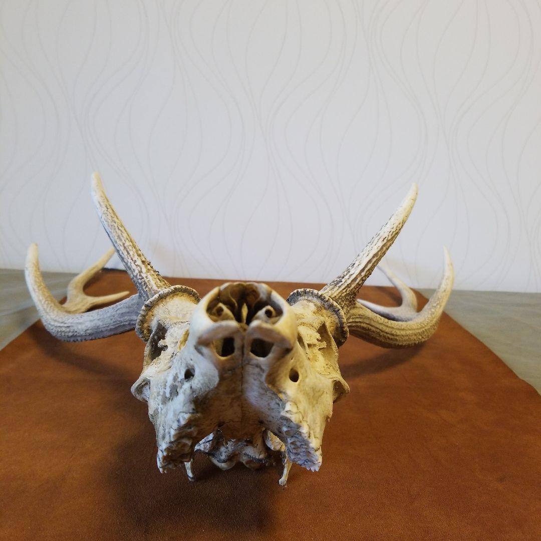 北海道 蝦夷鹿 大きいエゾシカ 角 頭骨 稀少！ - メルカリ