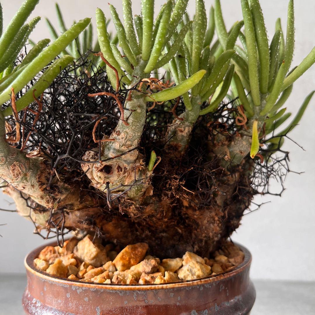 S*y様 大株 チレコドン レティキュラータス 万物想 現地球 発根済 陶器