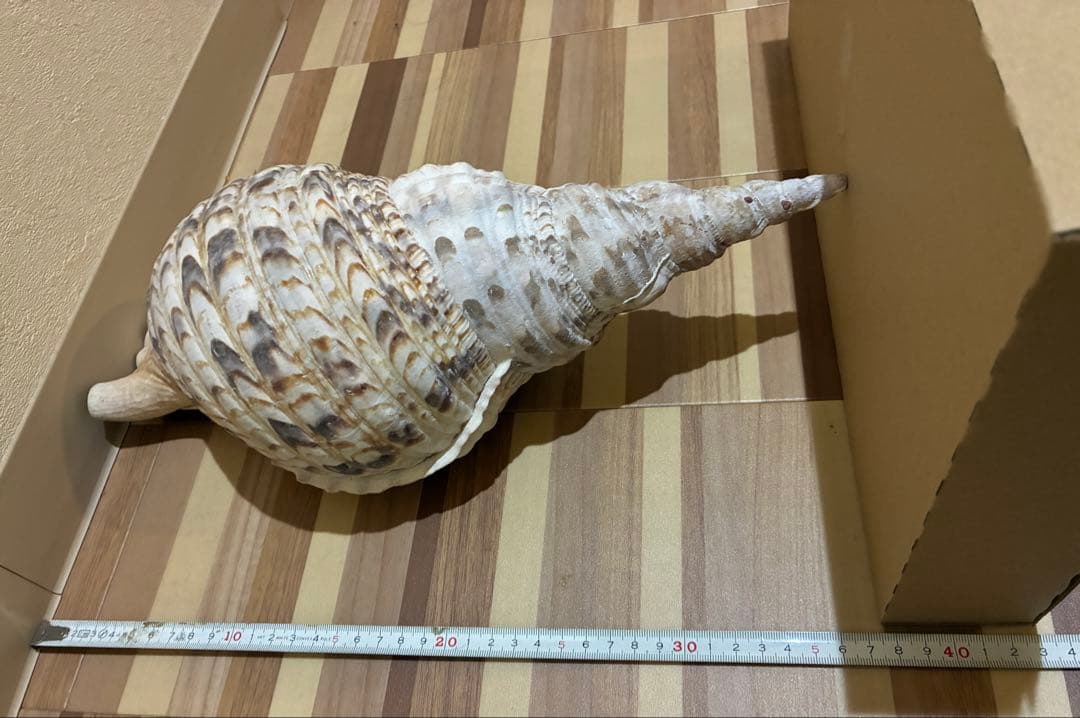 m*珠様 ★法螺貝　37.5cm ホラ貝★ 天然巻貝 置物