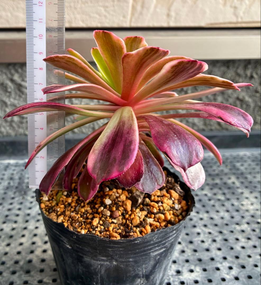 金糸雀錦 抜き苗 大苗 アエオニウム 多肉植物 - メルカリ