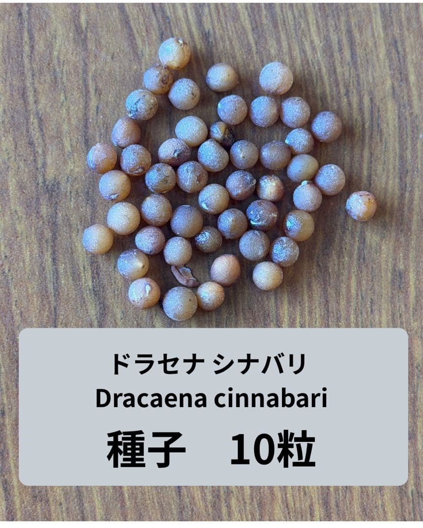 ドラセナシナバリ種子10粒 2026年最新】ドラセナ シナバリの人気アイテム - メルカリ