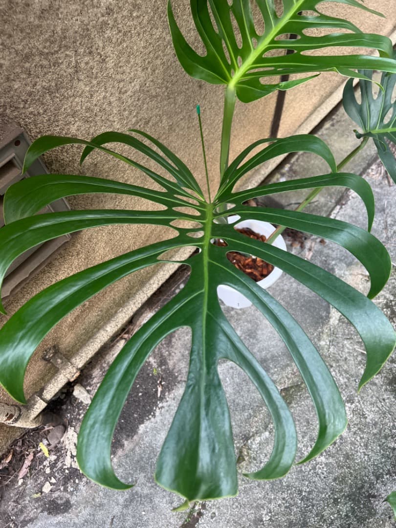 スケルトン】トップカット モンステラ - メルカリ