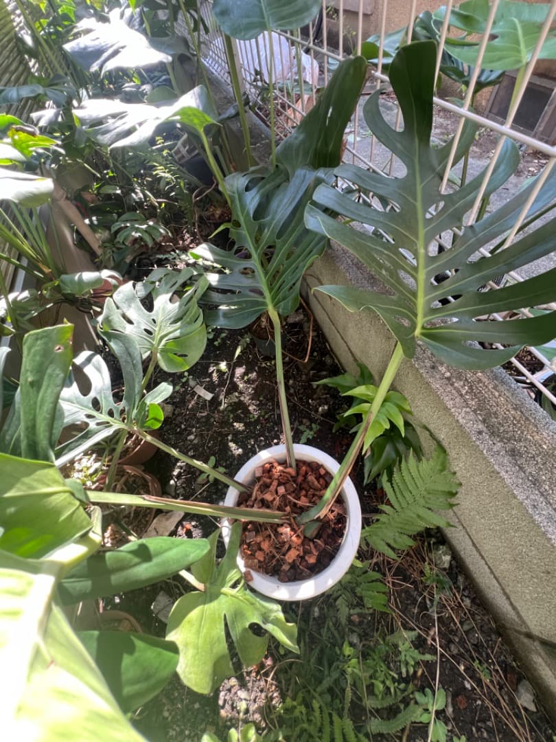 スケルトン】トップカット モンステラ - メルカリ