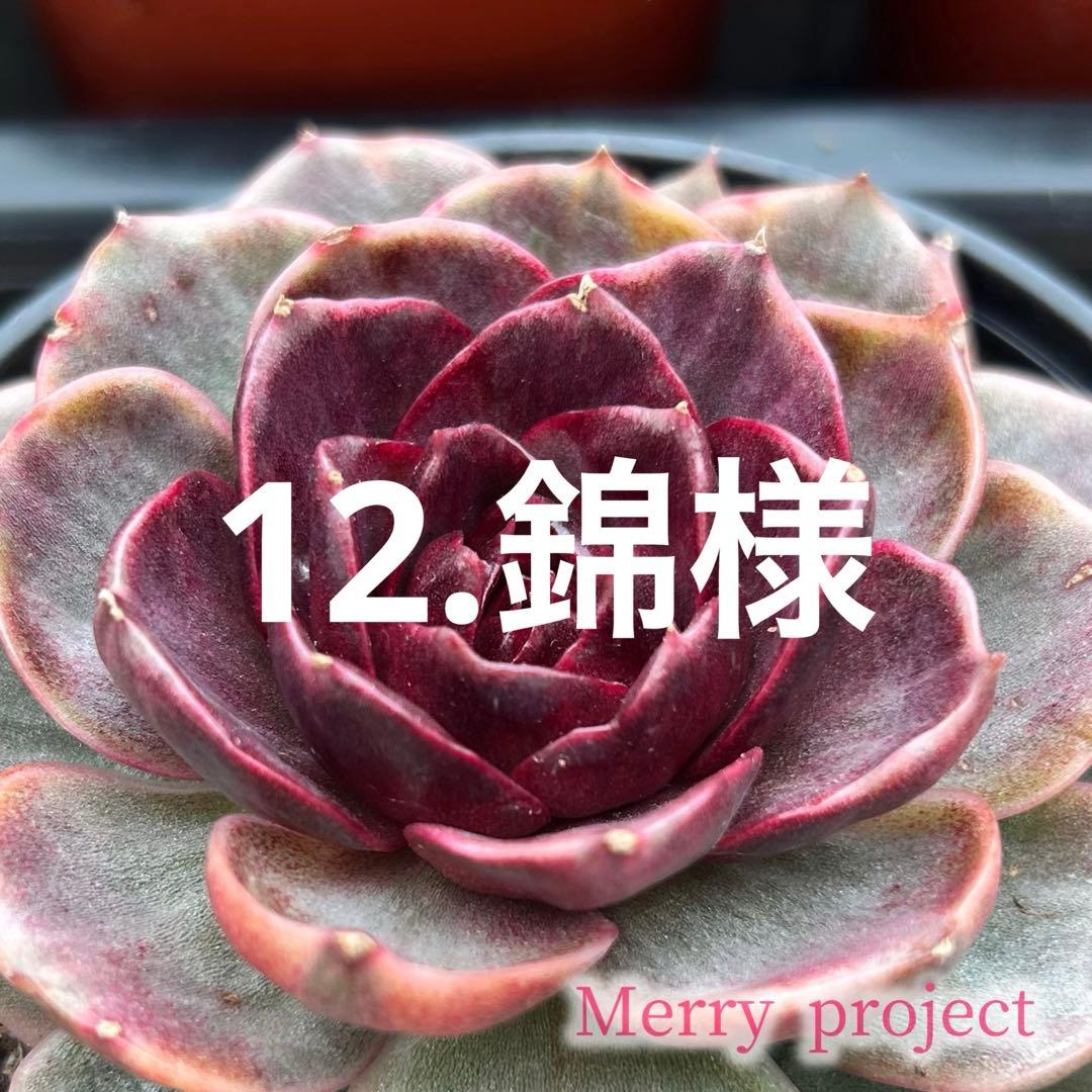 12.錦様 カワサキ ZX-12R 2000年式 ZXT20Aの諸元・スペック情報 | ウェビック