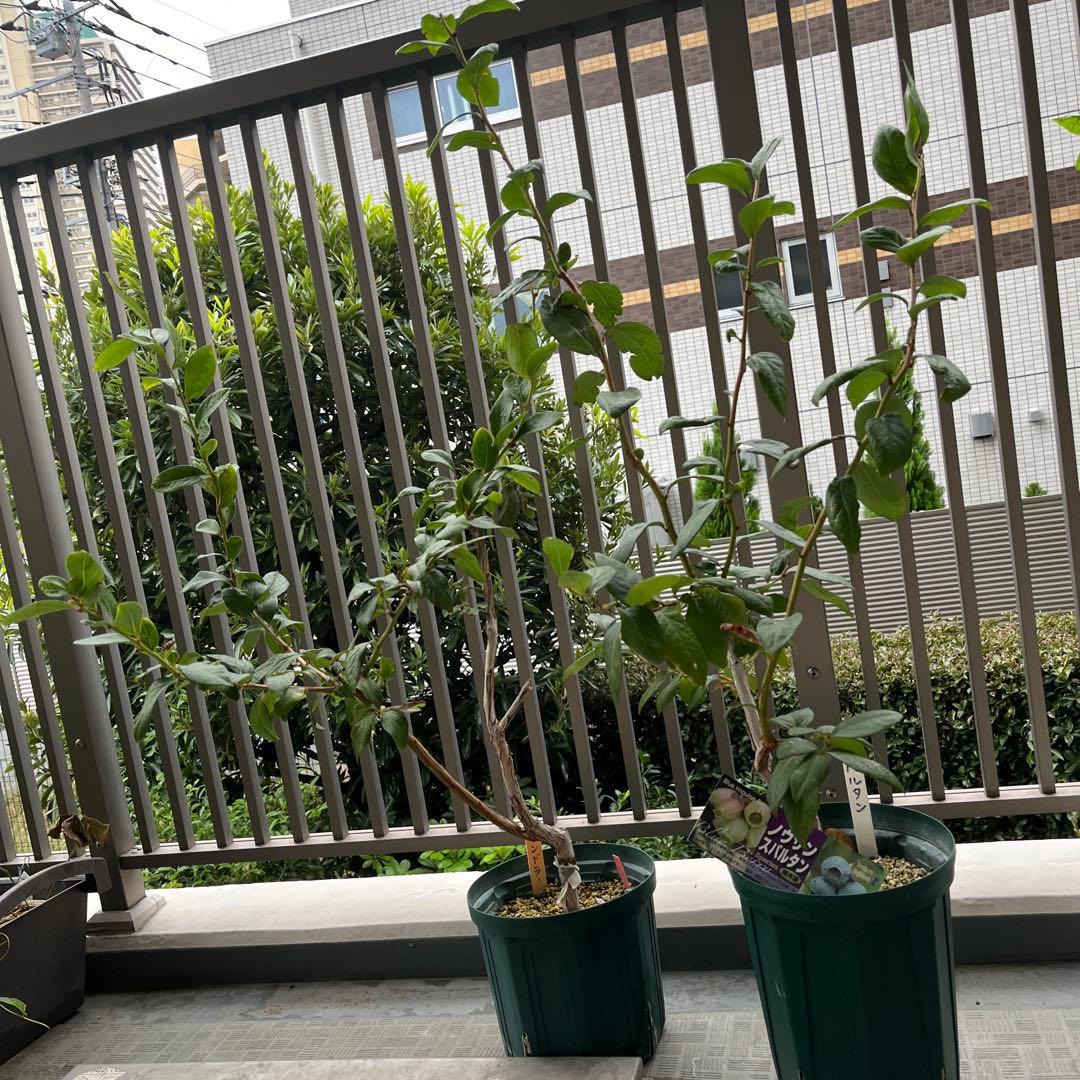 チャンドラ　スパルタン 接木苗 ブルーベリー苗木 ハイブッシュの接木苗 パイオニア チャンドラ スパルタン を18スリット