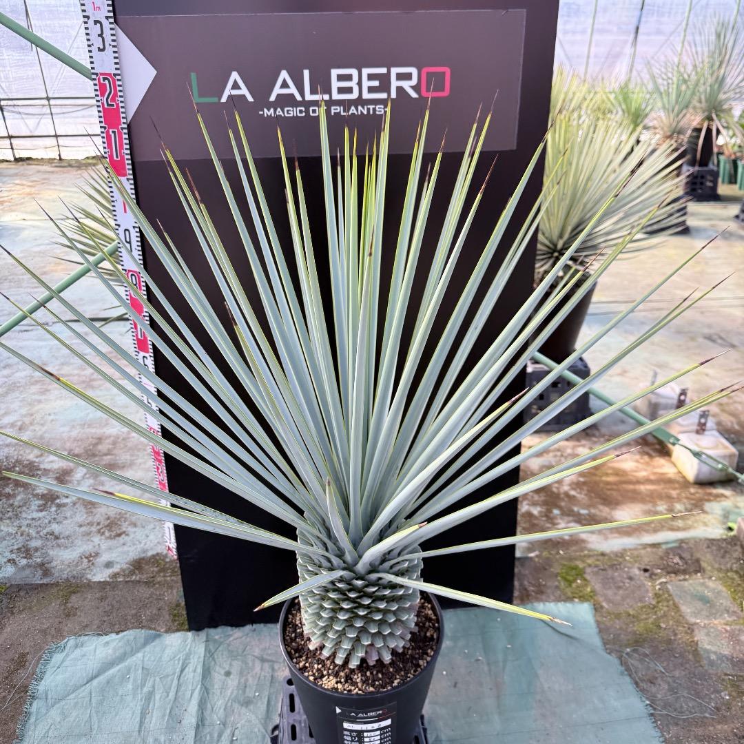 【AL1168】ユッカ　リギダ