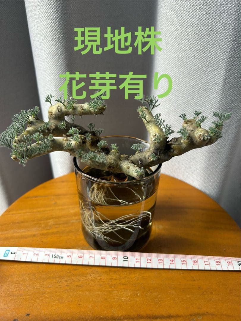 良型発根済サルコカウロン ムルチフィズム モンソニア ムルチフィダ