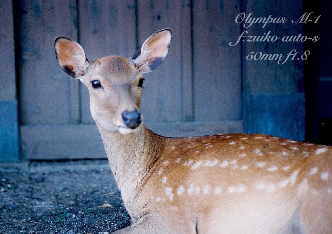 超希少！完動・美品☆オリンパスm-1（om-1） &Mシス f1.8☆作例多数
