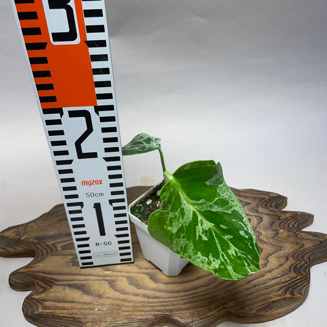 q102品種保証！斑入り保証！Bulbasaurモンステラ バルバソーフシギダネ