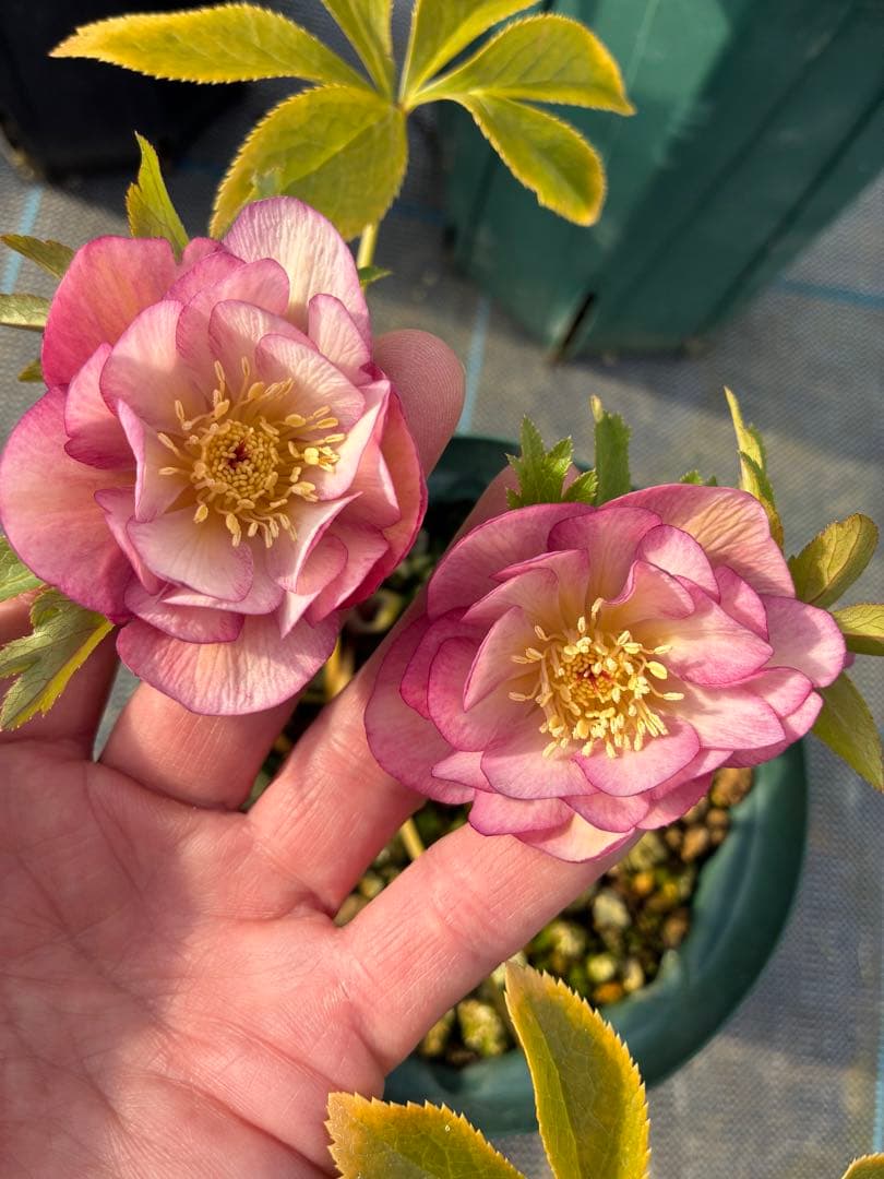 クリスマスローズ ピンクオーレア 5寸 - メルカリ