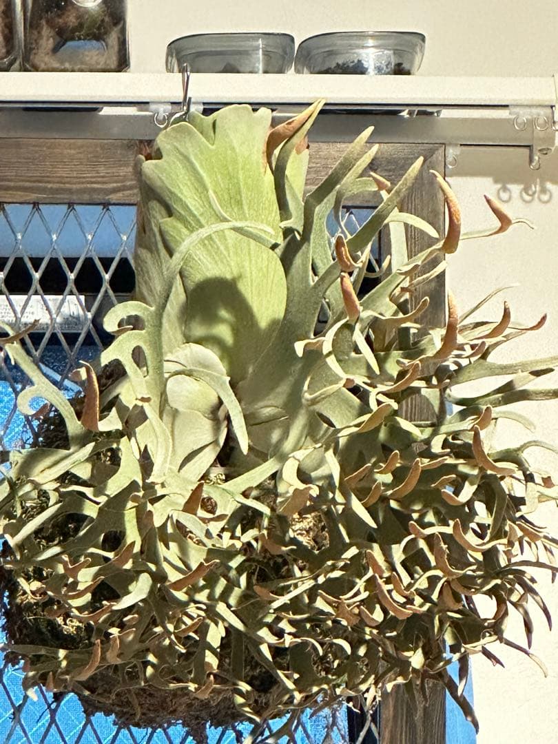 こ*び様 ビカクシダ 金童 胞子葉 胞子付き 金童、ついに胞子葉ターン😎】 みなさんこんにちはー！！ …長い貯水葉